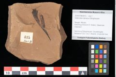 Foto (Objekt + Etikett) von Antholithes stiriacus Kovar-Eder et Z.Kvacek sp.nov. (NHMW-GEO-2024-0188-0415)
